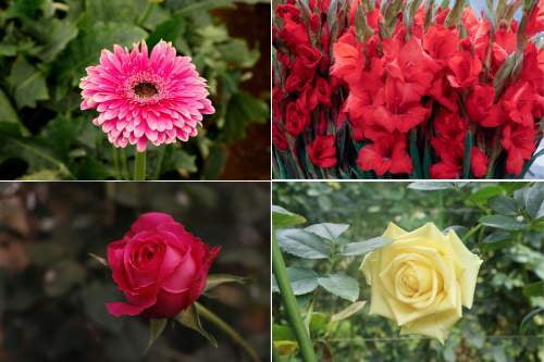 Listos los floricultores mexiquenses para el Día de las Madres